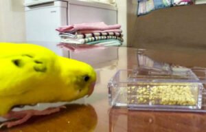 セキセイインコ、初めてのフォージングトイ